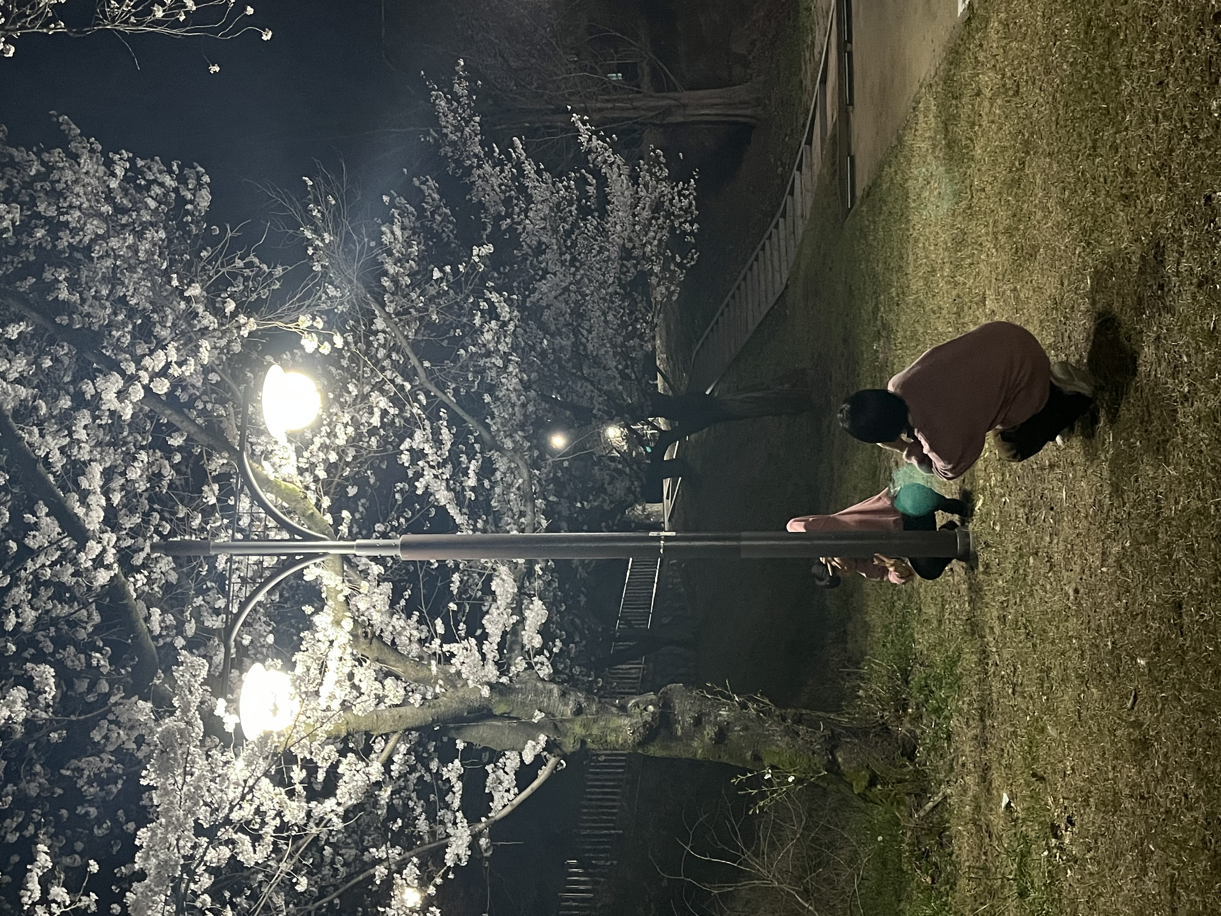 24년 사회학과 벚꽃모임 13번째 첨부파일 이미지