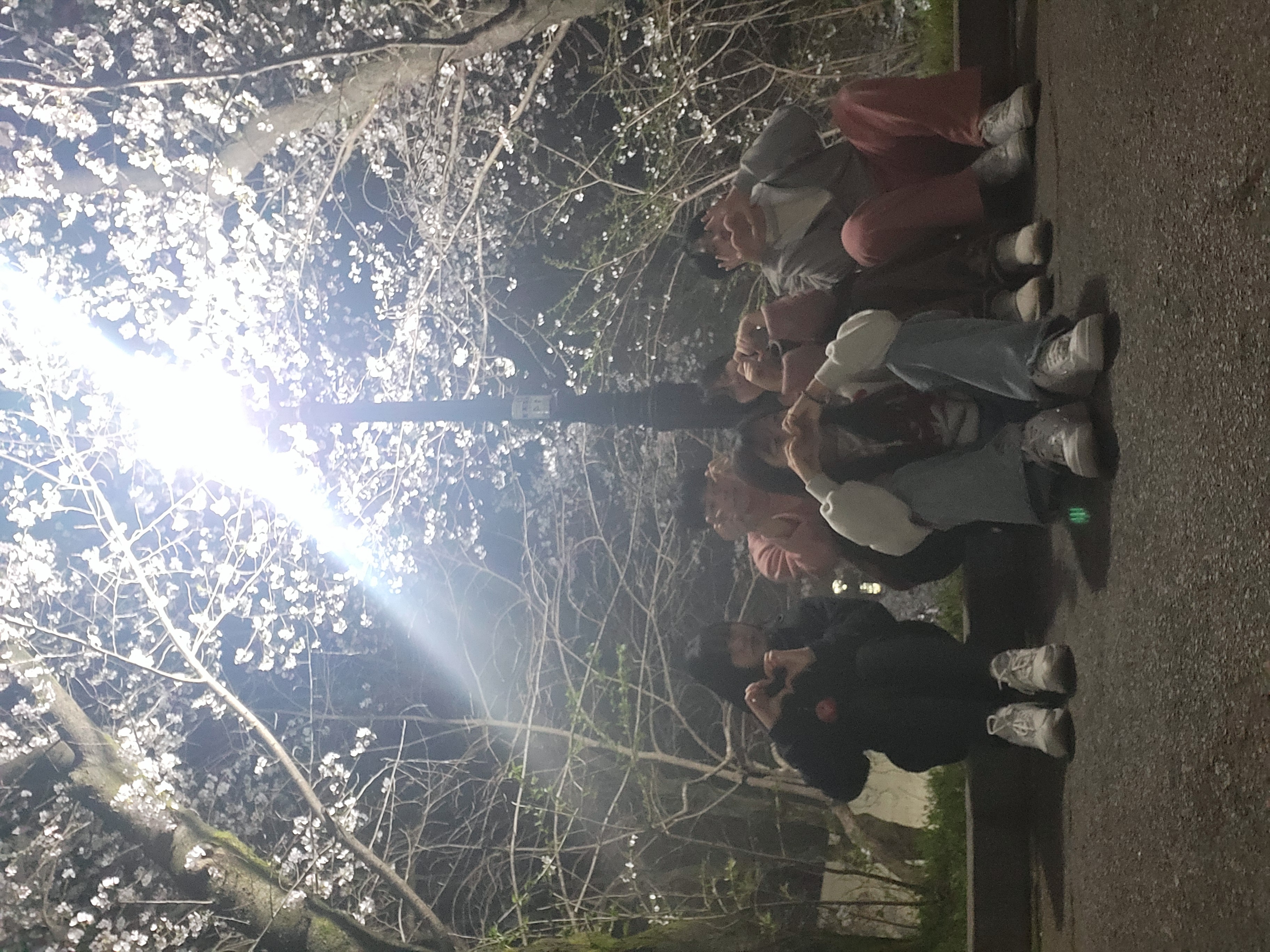 24년 사회학과 벚꽃모임 16번째 첨부파일 이미지